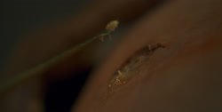 extant_HouseOfTheDragon_1x01-TheHeirsOfTheDragon_1114