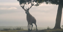extant_HouseOfTheDragon_1x03-SecondOfHisName_3063