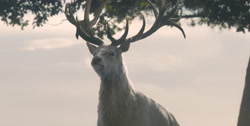 extant_HouseOfTheDragon_1x03-SecondOfHisName_3082