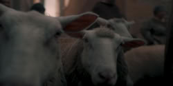 extant_HouseOfTheDragon_1x09-TheGreenCouncil_3593