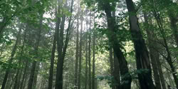 extant_HouseOfTheDragon_2x03_TheBurningMill_07125