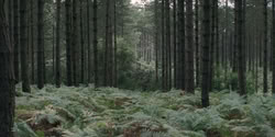 extant_HouseOfTheDragon_2x04_TheRedDragonAndTheGold_3863