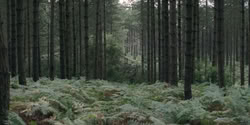 extant_HouseOfTheDragon_2x04_TheRedDragonAndTheGold_3864