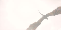 extant_HouseOfTheDragon_2x04_TheRedDragonAndTheGold_4285