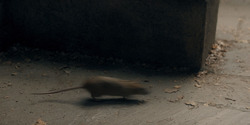 HouseOfTheDragon_3x03-RhaenyraTriumphant_3028