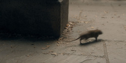 HouseOfTheDragon_3x03-RhaenyraTriumphant_3030