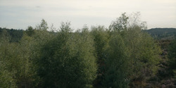 HouseOfTheDragon_3x07-TheDragonInWinter_00952