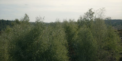 HouseOfTheDragon_3x07-TheDragonInWinter_00953